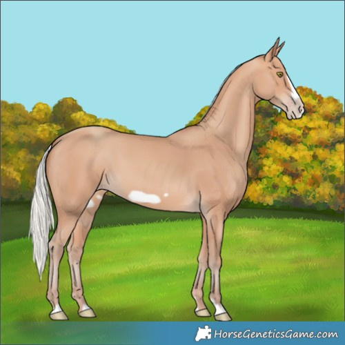 Horse Color:Silver Amber Champagne Frame 