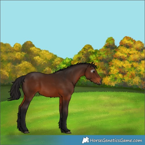 Horse Color:Gray Bay 