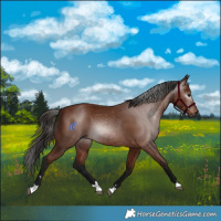 Horse Color:Gray Bay 