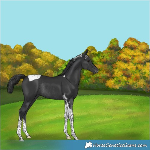 Horse Color:Black Tobiano Appaloosa Rabicano 