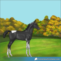 Horse Color:Black Tobiano Varnish Rabicano