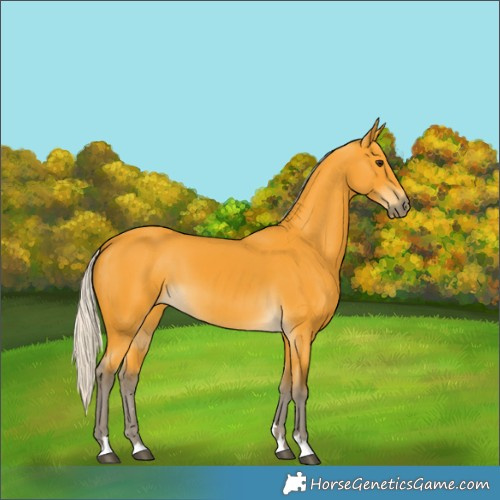 Horse Color:Silver Buckskin 