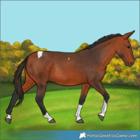 Horse Color:Bay Tobiano Rabicano