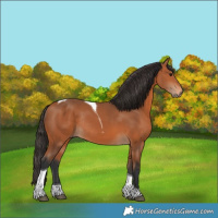 Horse Color:Bay Tobiano Rabicano 