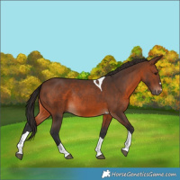Horse Color:Brown Tobiano Rabicano