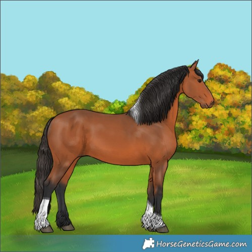 Horse Color:Bay Tobiano Rabicano