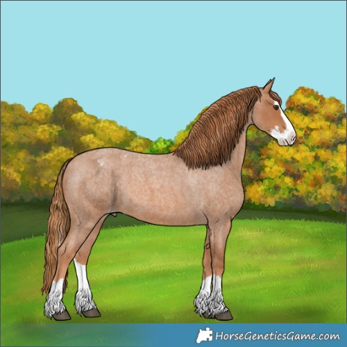 Horse Color:Red Roan Splash Appaloosa