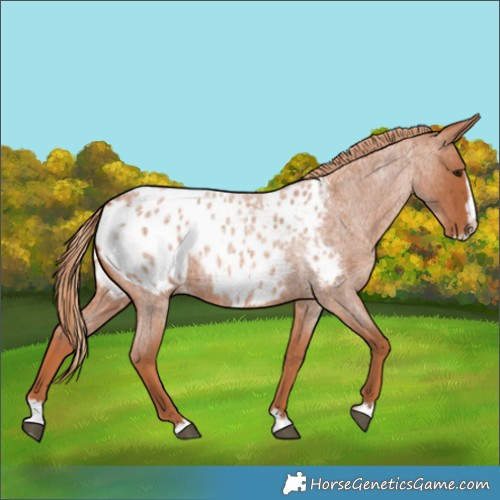 Horse Color:Red Roan Splash Frame Appaloosa