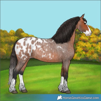 Horse Color:Bay Roan Splash Appaloosa 