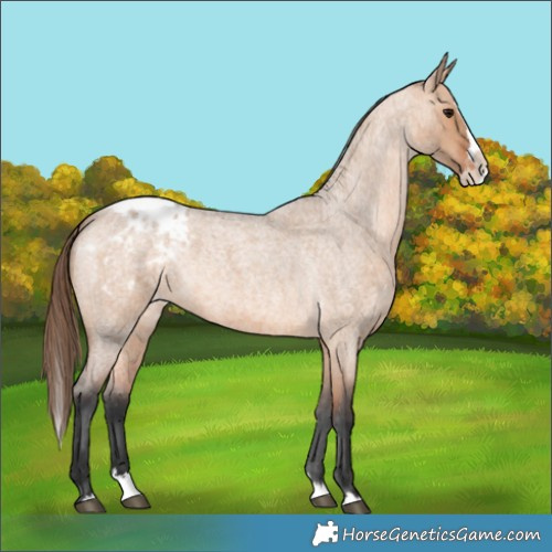 Horse Color:Bay Roan Dun Splash Appaloosa 