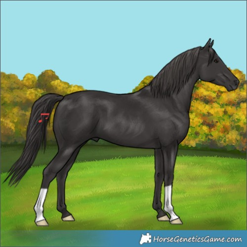 Horse Color:Smoky Black 