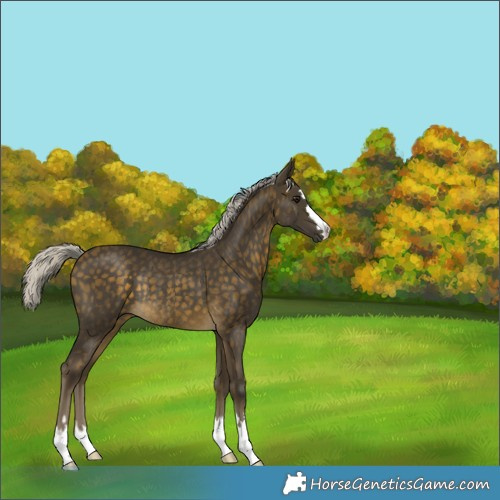 Horse Color:Silver Buckskin Rabicano 