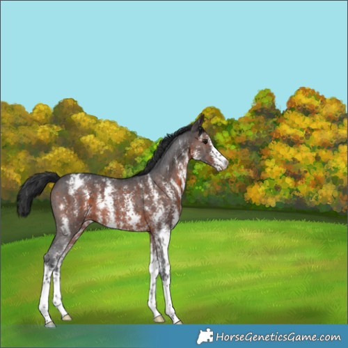 Horse Color:Brown Sabino Appaloosa