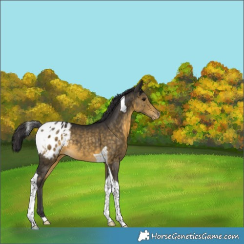 Horse Color:Buckskin Tobiano Appaloosa Rabicano