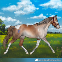 Horse Color:Gray Gold Champagne Tobiano Rabicano 