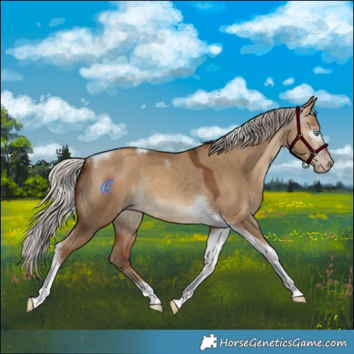 Horse Color:Gray Silver Amber Champagne Dun Tobiano Rabicano