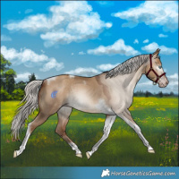 Horse Color:Gray Silver Amber Champagne Dun Tobiano Rabicano 