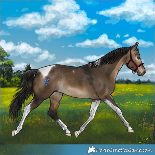 Horse Color:Gray Bay Dun Tobiano Rabicano 