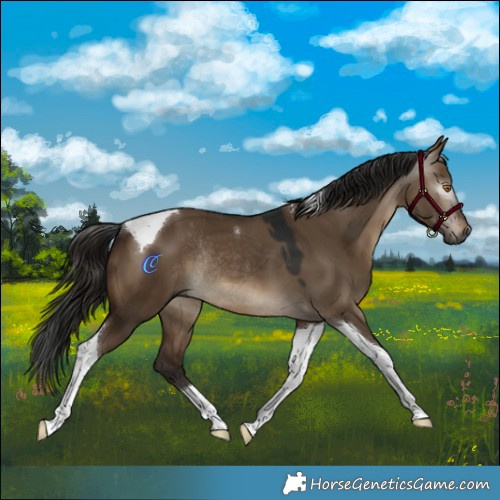 Horse Color:Gray Bay Dun Tobiano Rabicano