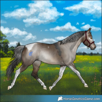 Horse Color:Gray Bay Dun Tobiano Rabicano 