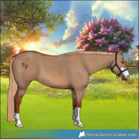 Horse Color:Red Dun 