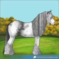 Horse Color:White Spotted Black