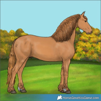 Horse Color:Chestnut 