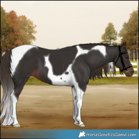 Horse Color:Liver Chestnut Tobiano