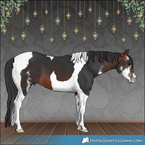 Horse Color:Brown Sabino Tobiano
