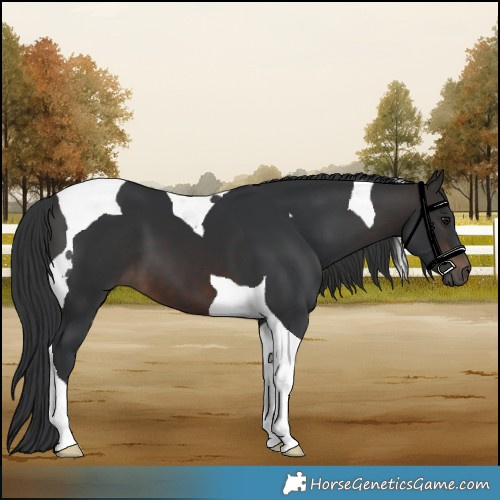 Horse Color:Brown Tobiano 