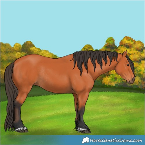 Horse Color:Bay Rabicano