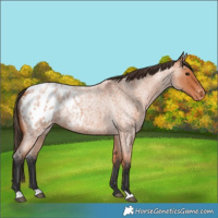 Horse Color:Bay Roan Appaloosa