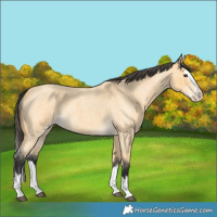 Horse Color:Buckskin Roan Splash 