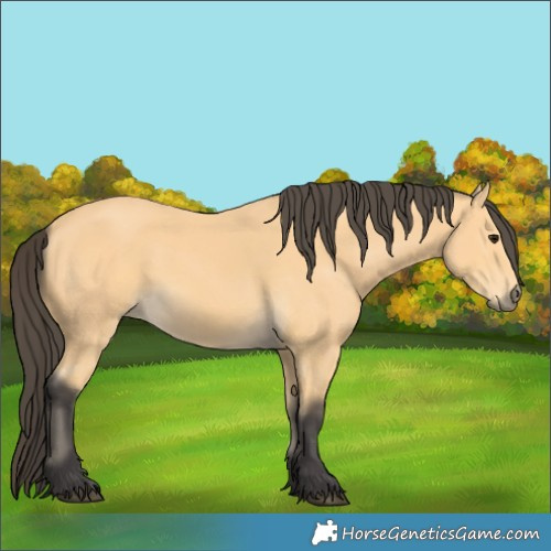 Horse Color:Buckskin