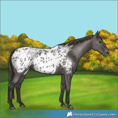 Horse Color:Grullo Appaloosa 