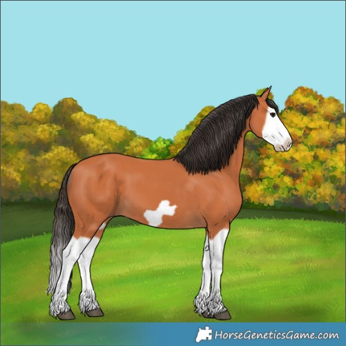 Horse Color:Bay Splash Frame 