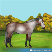 Horse Color:Gray Bay 