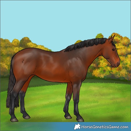 Horse Color:Bay Rabicano 