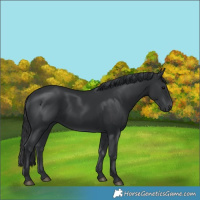 Horse Color:Black 