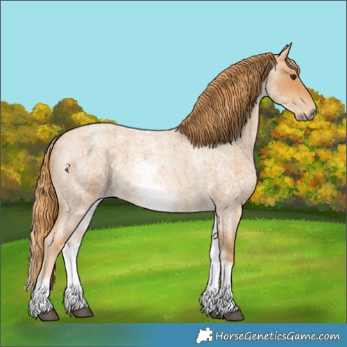 Horse Color:White Spotted Red Roan 