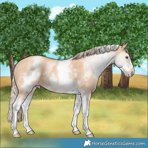 Horse Color:White Spotted Gold Champagne Rabicano