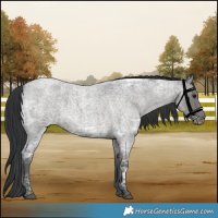 Horse Color:Blue Ice Roan