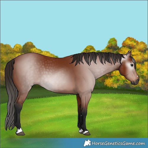 Horse Color:Gray Bay 