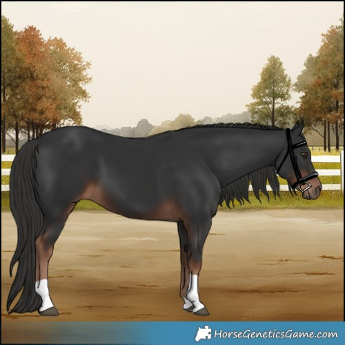 Horse Color:Liver Chestnut Sabino Tobiano 