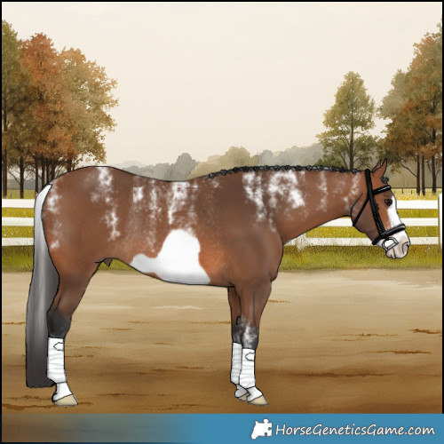 Horse Color:Powder White Bay Frame Rabicano 