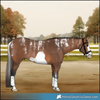 Horse Color:Powder White Bay Frame Rabicano 