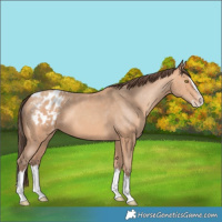 Horse Color:Amber Champagne Splash Appaloosa 