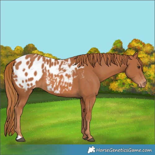 Horse Color:Chestnut Near Leopard 
