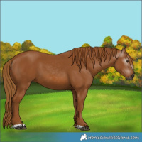 Horse Color:Gray Chestnut 
