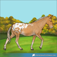 Horse Color:Palomino Appaloosa 